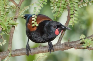 Visite de Tiritiri Matangi - Auckland